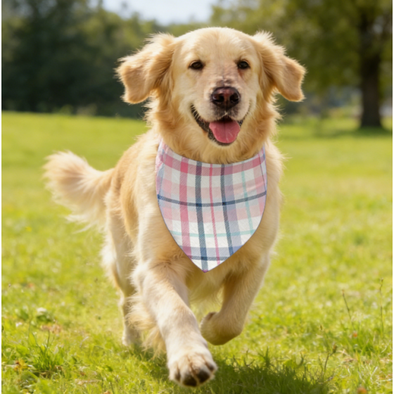 Pet wet wipes for dogs and cats. Dog and cat bibs, aprons, headbands, accessories. Cute style. Mini English short teddy bear, Balinese bear neck accessories.